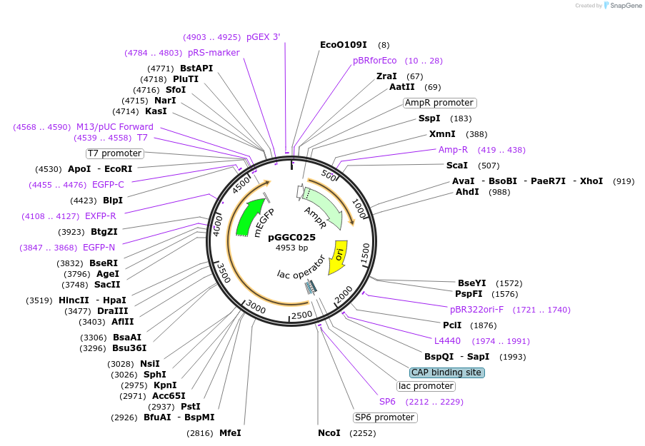 48830-plasmid-map-sequence-id-71228