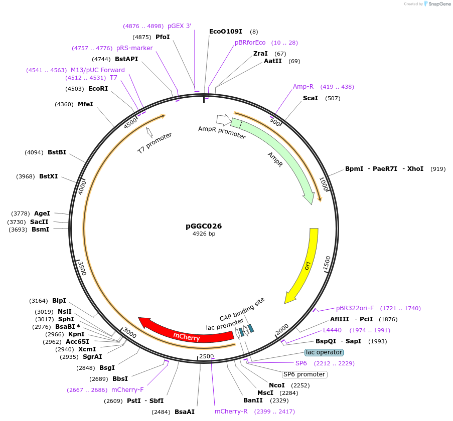 48831-plasmid-map-sequence-id-71230