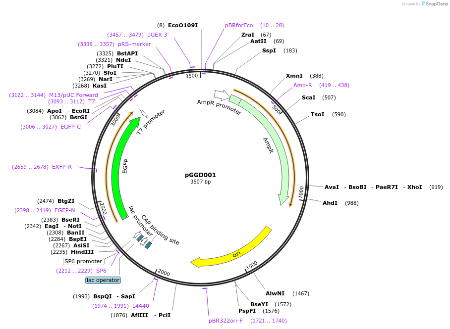 48833-plasmid-map-sequence-id-71234