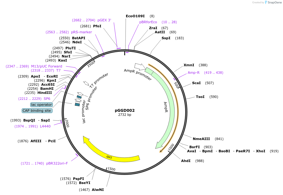 48834-plasmid-map-sequence-id-71236
