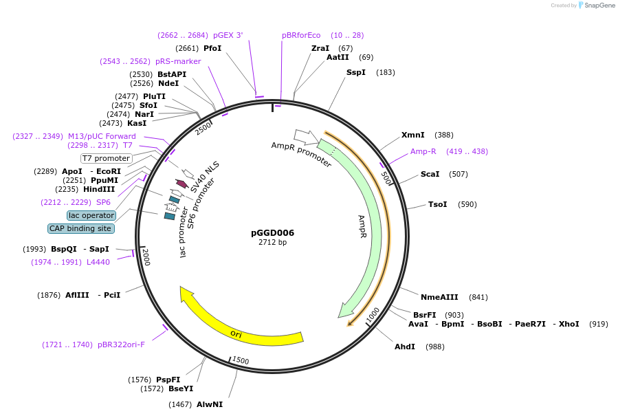 48836-plasmid-map-sequence-id-71240