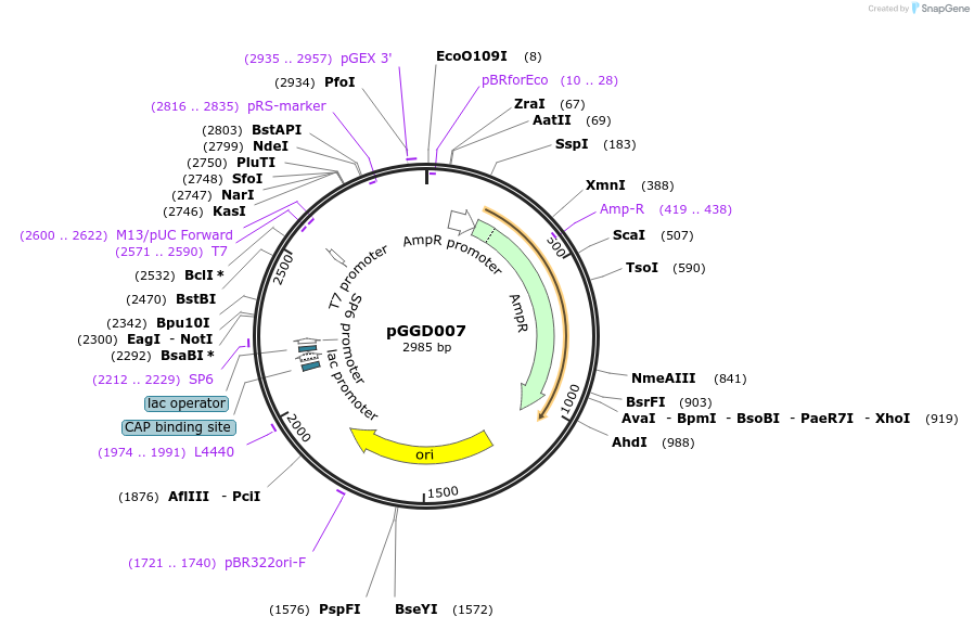 48837-plasmid-map-sequence-id-71242
