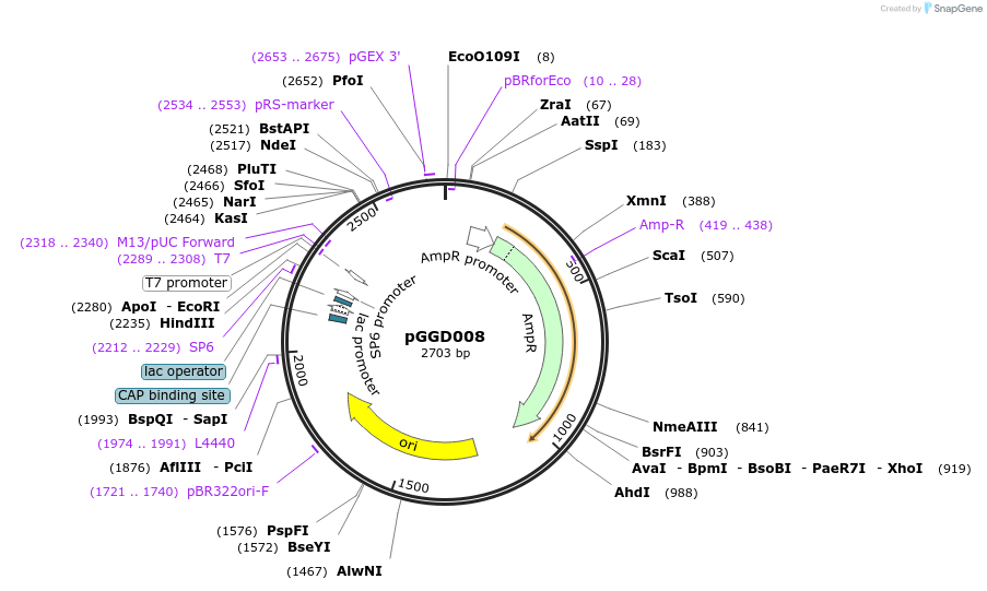 48838-plasmid-map-sequence-id-71244