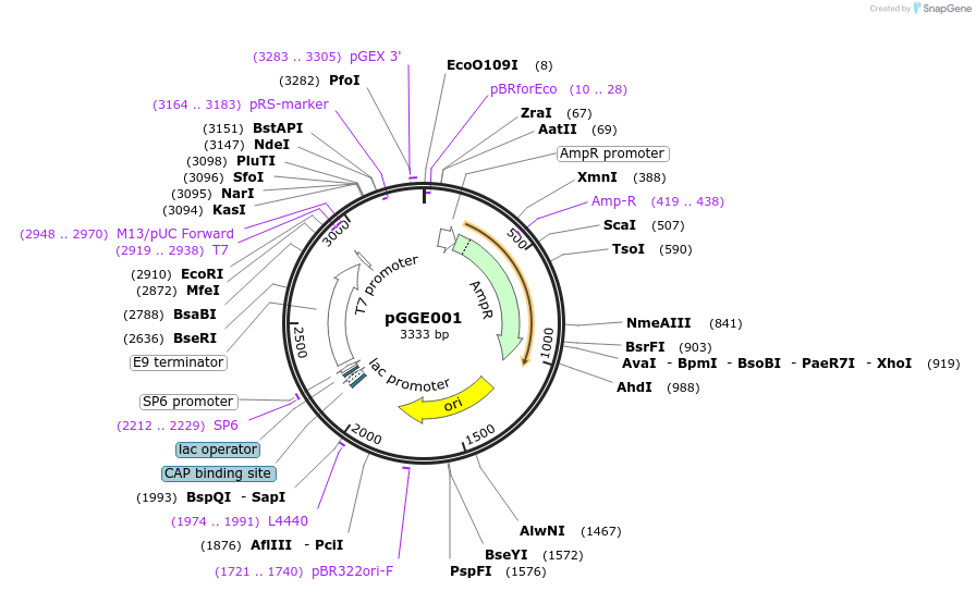 48839-plasmid-map-sequence-id-71246