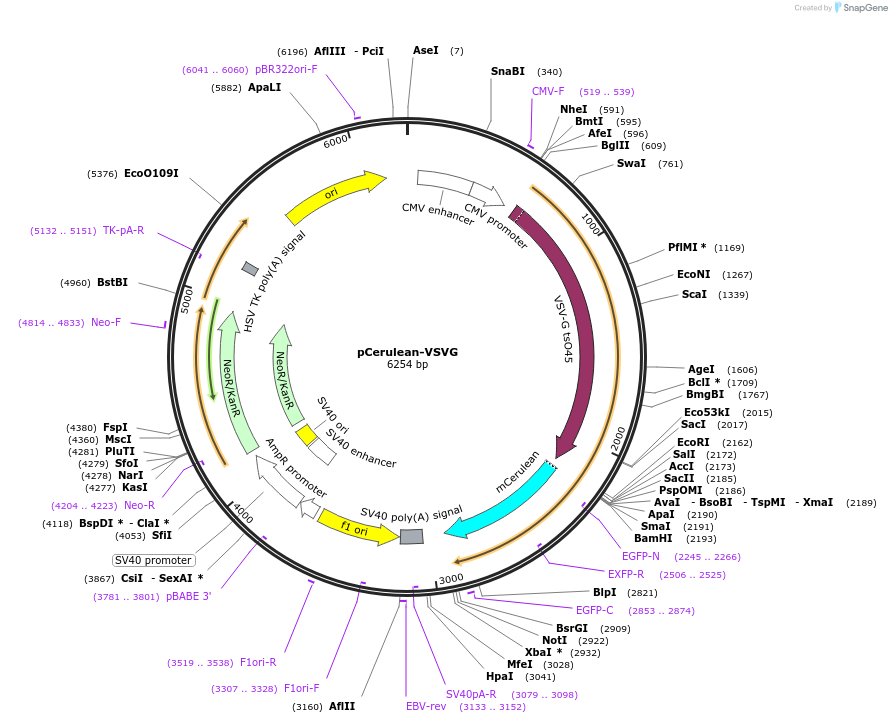 11913-plasmid-map-sequence-id-7125