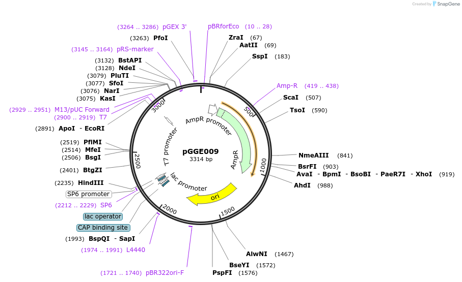 48841-plasmid-map-sequence-id-71250