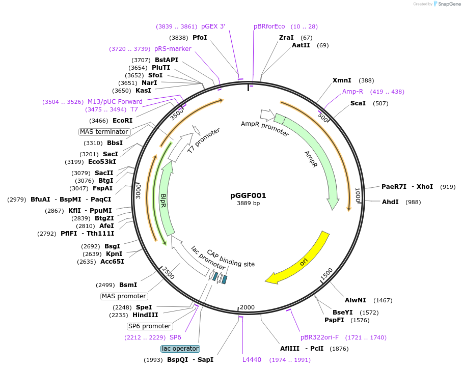 48842-plasmid-map-sequence-id-71252
