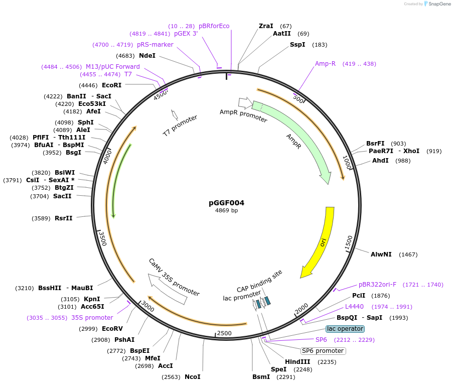 48845-plasmid-map-sequence-id-71258