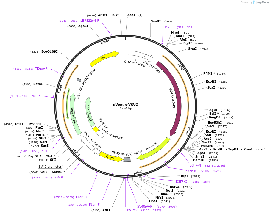 11914-plasmid-map-sequence-id-7126