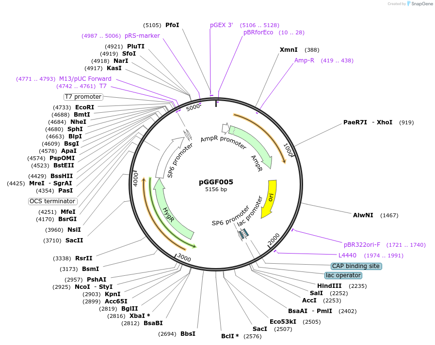 48846-plasmid-map-sequence-id-71260