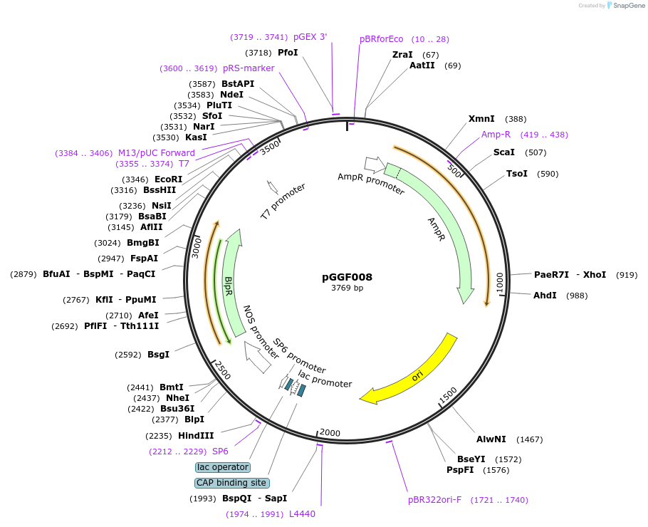 48848-plasmid-map-sequence-id-71264