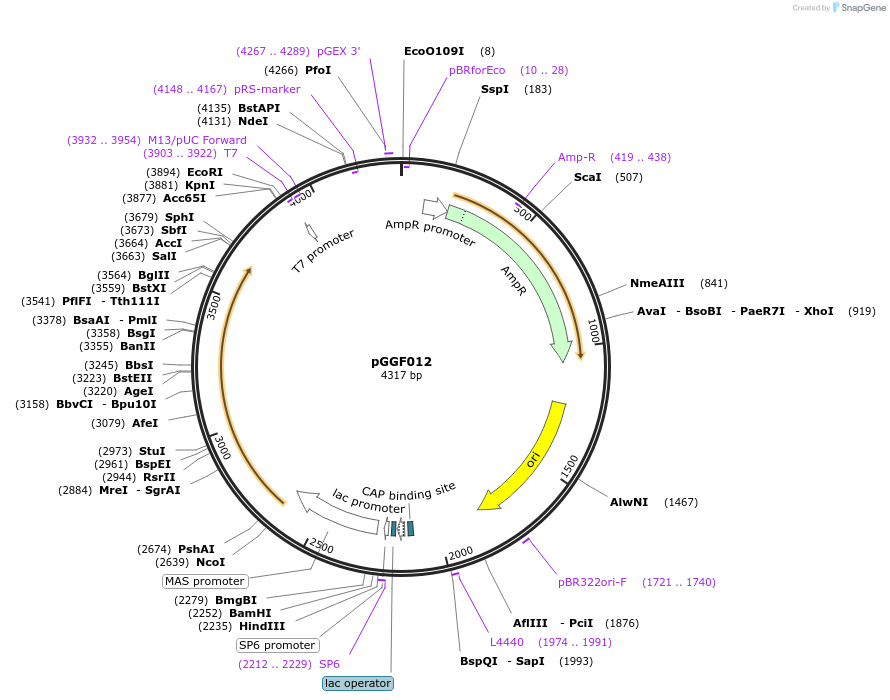 48849-plasmid-map-sequence-id-71266