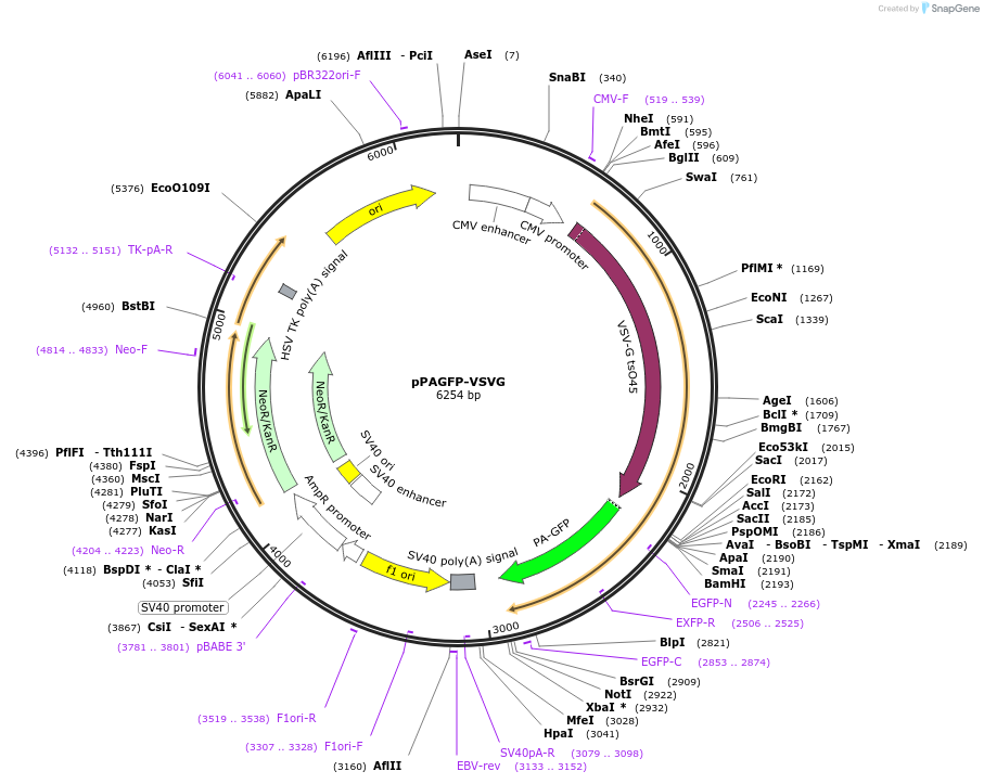 11915-plasmid-map-sequence-id-7127