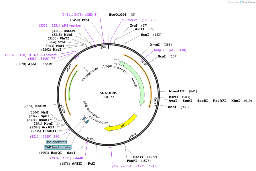 48853-plasmid-map-sequence-id-71274