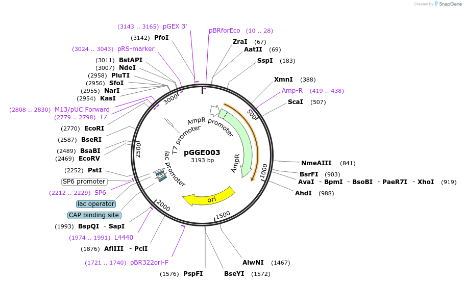 48854-plasmid-map-sequence-id-71276