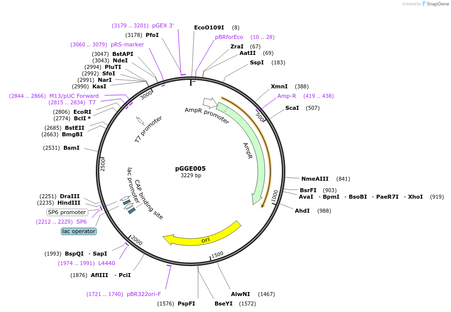 48855-plasmid-map-sequence-id-71278