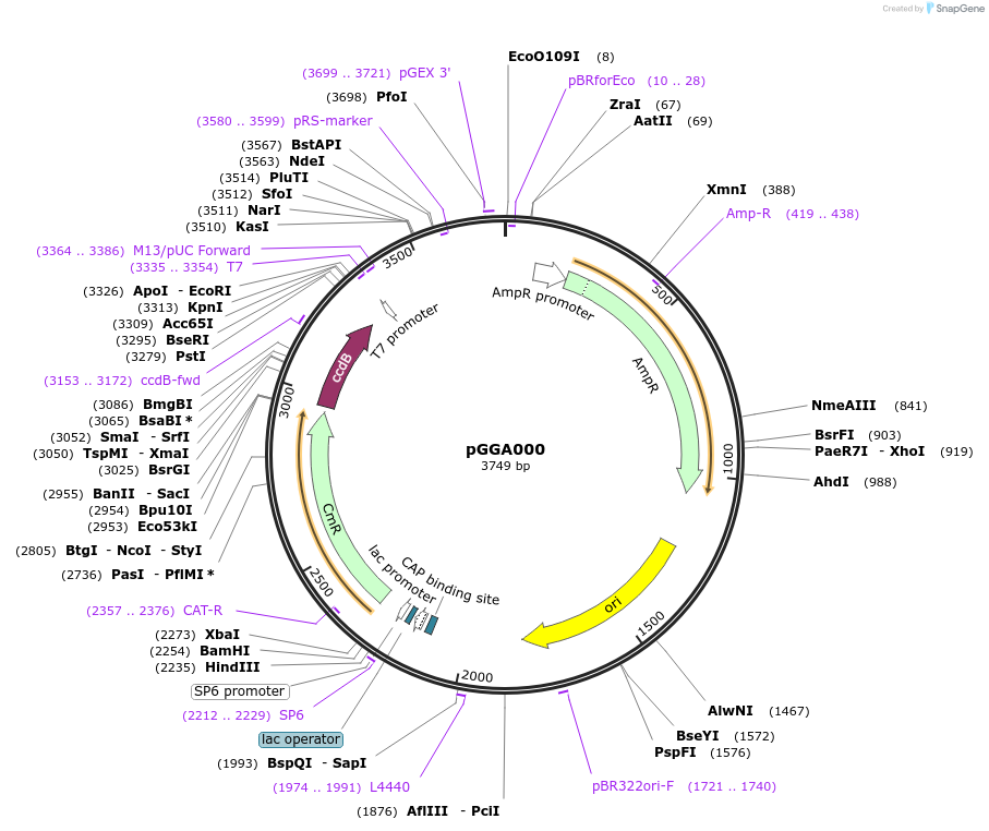 48856-plasmid-map-sequence-id-71280