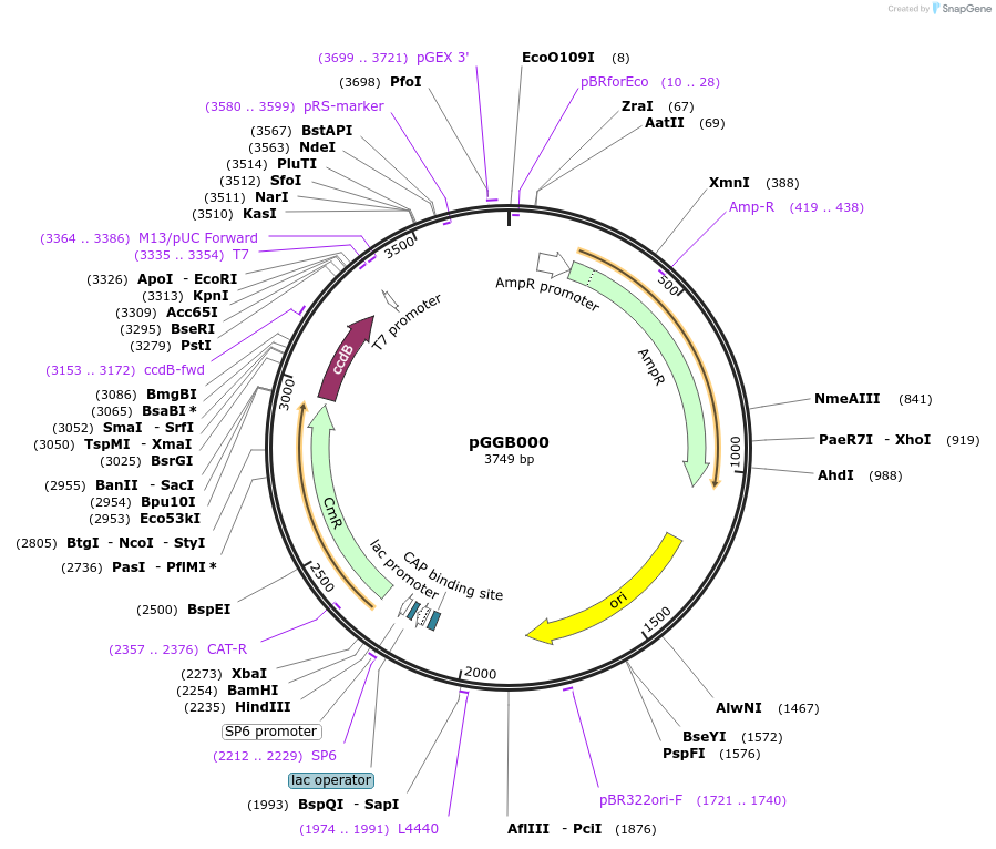 48857-plasmid-map-sequence-id-71282