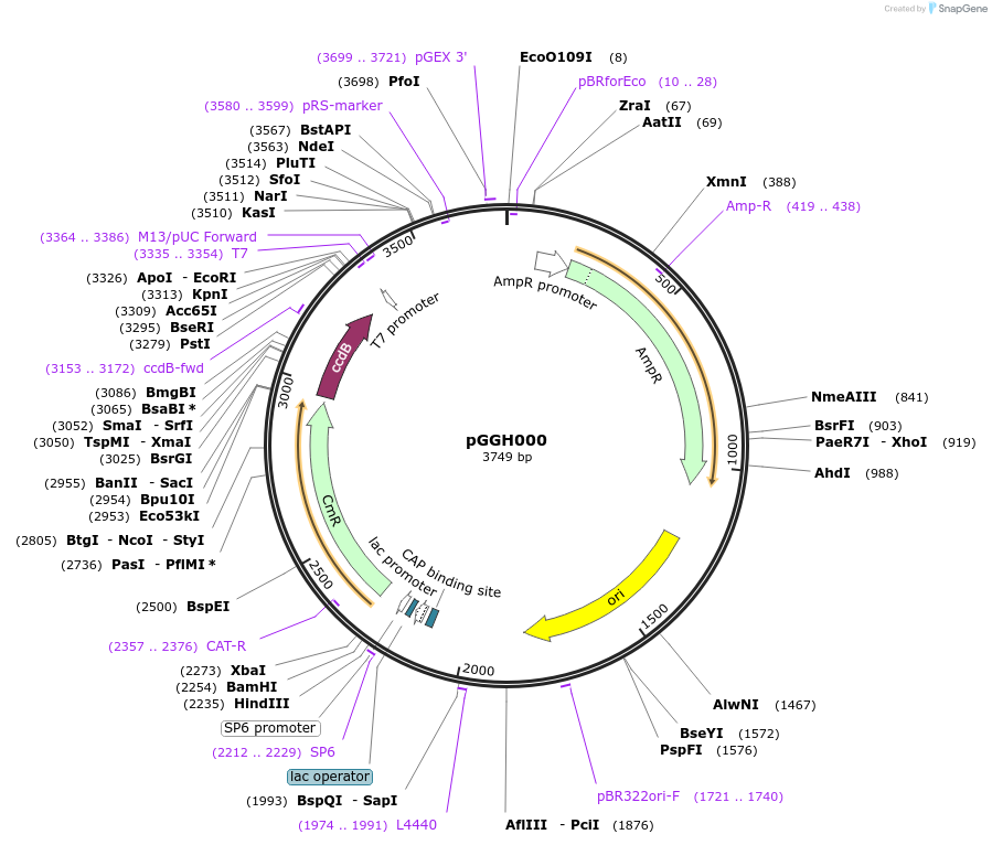 48862-plasmid-map-sequence-id-71292