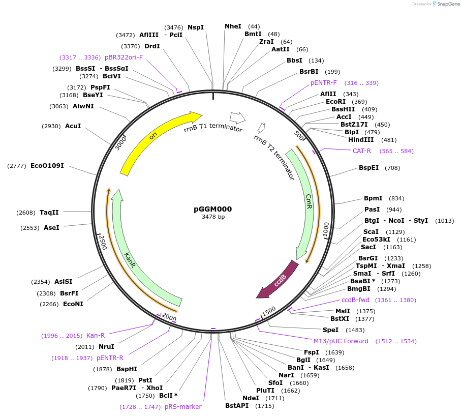 48864-plasmid-map-sequence-id-71296