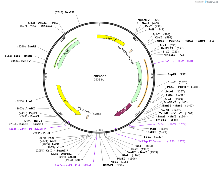48867-plasmid-map-sequence-id-71302