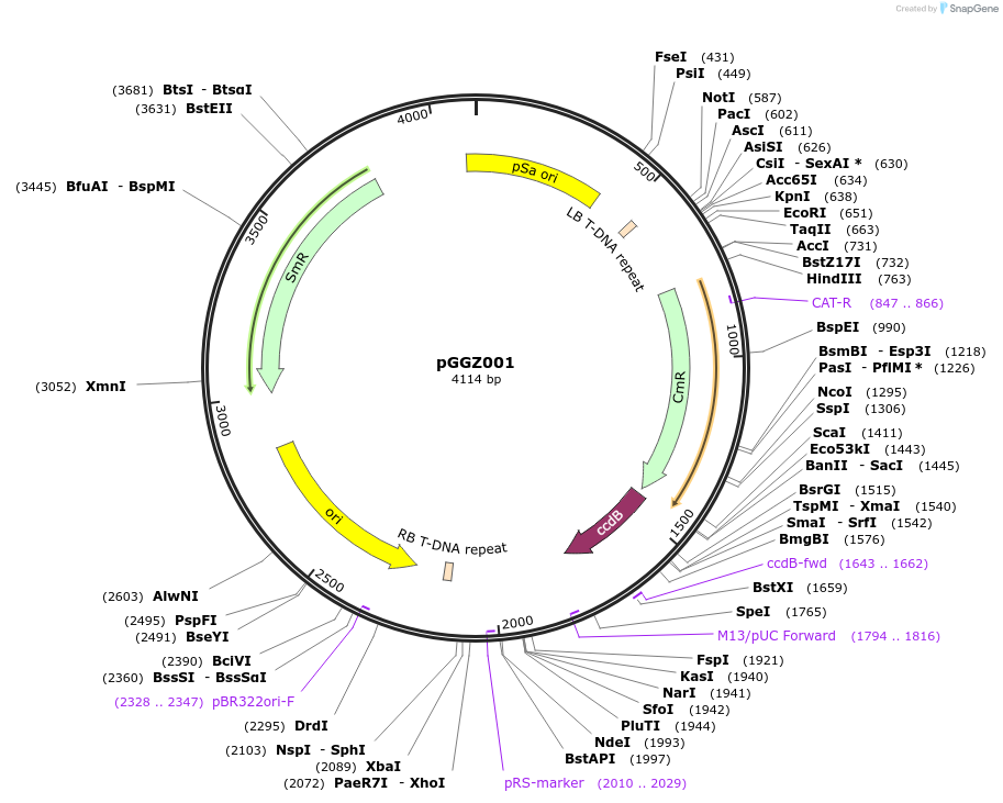 48868-plasmid-map-sequence-id-71304