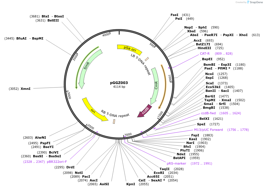 48869-plasmid-map-sequence-id-71306