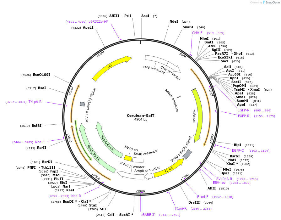 11930-plasmid-map-sequence-id-7134