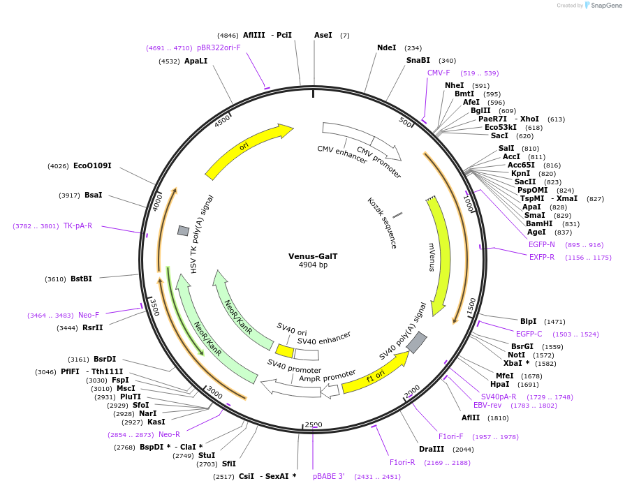 11931-plasmid-map-sequence-id-7135