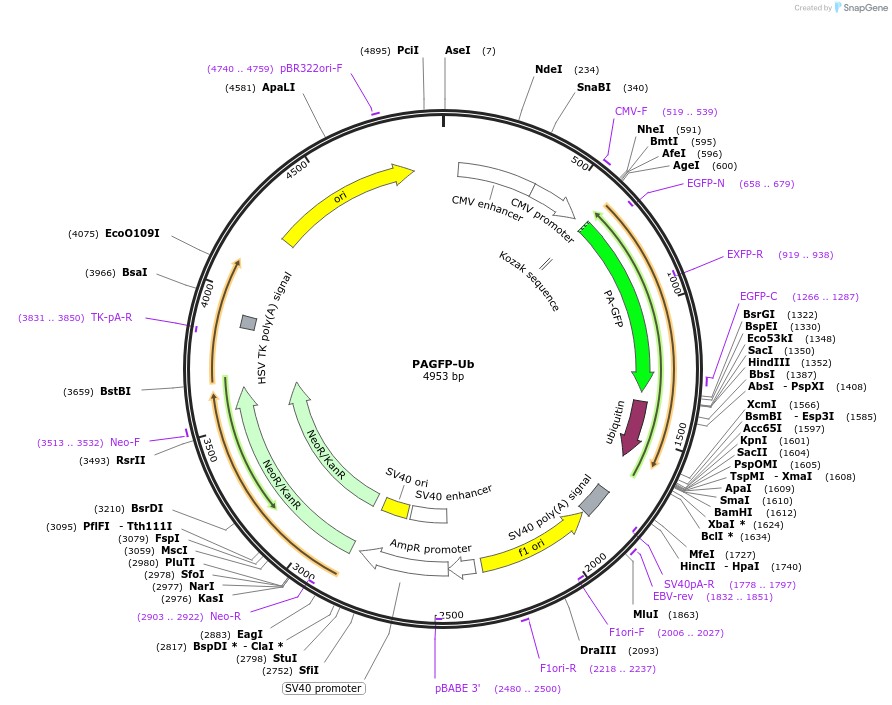 11933-plasmid-map-sequence-id-7137