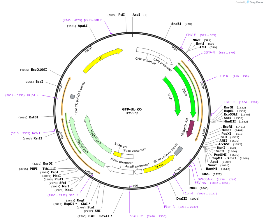 11934-plasmid-map-sequence-id-7138