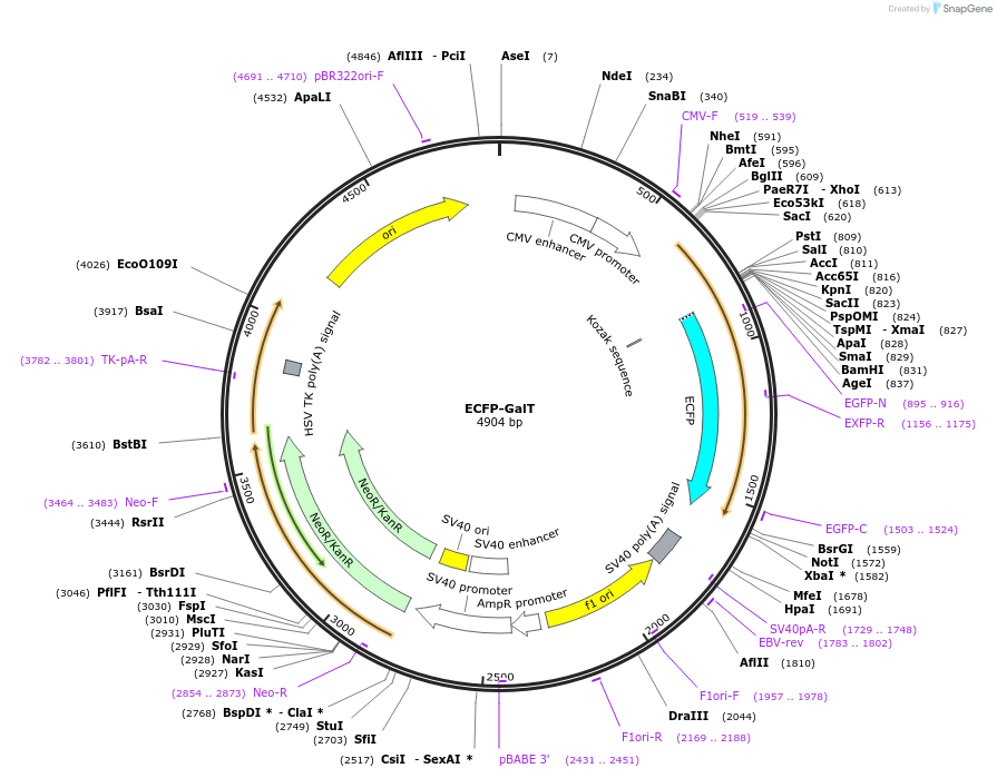 11937-plasmid-map-sequence-id-7141