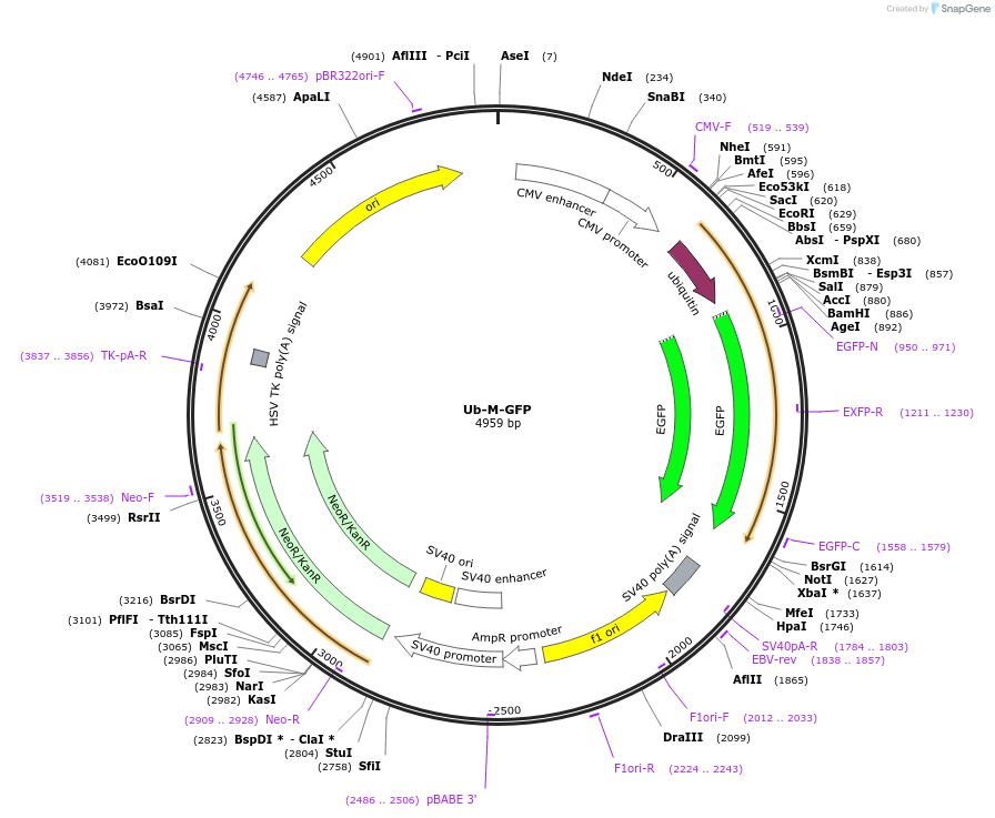 11938-plasmid-map-sequence-id-7142