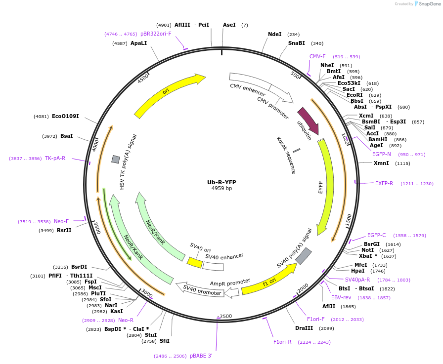 11948-plasmid-map-sequence-id-7145