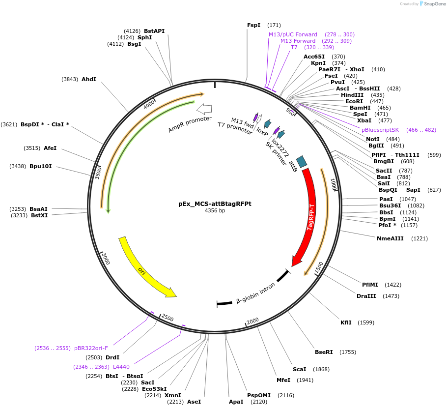48876-plasmid-map-sequence-id-71479