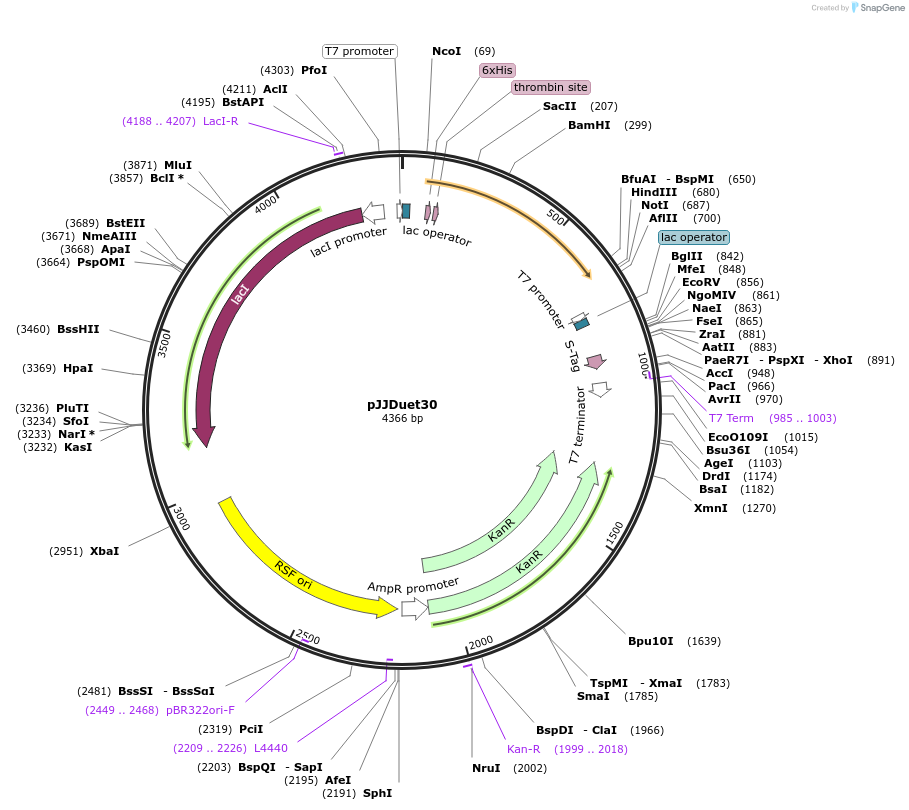 11962-plasmid-map-sequence-id-7153