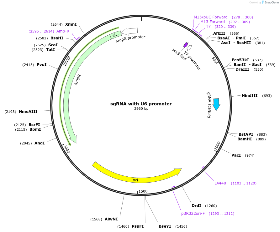 48962-plasmid-map-sequence-id-71639