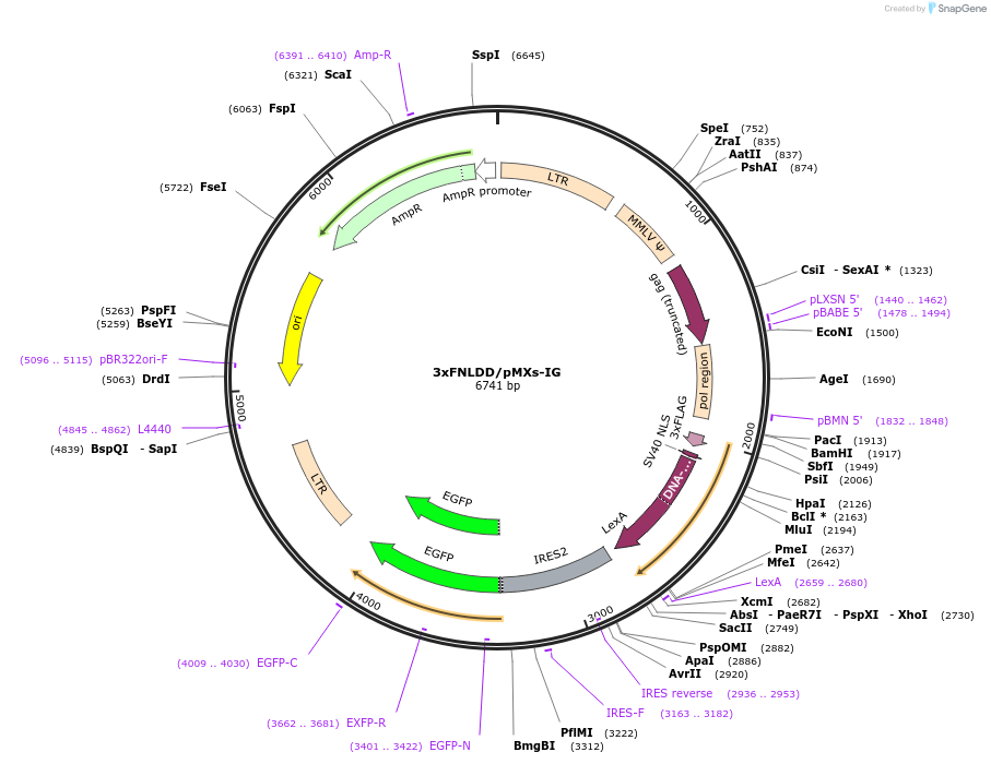 48972-plasmid-map-sequence-id-71675