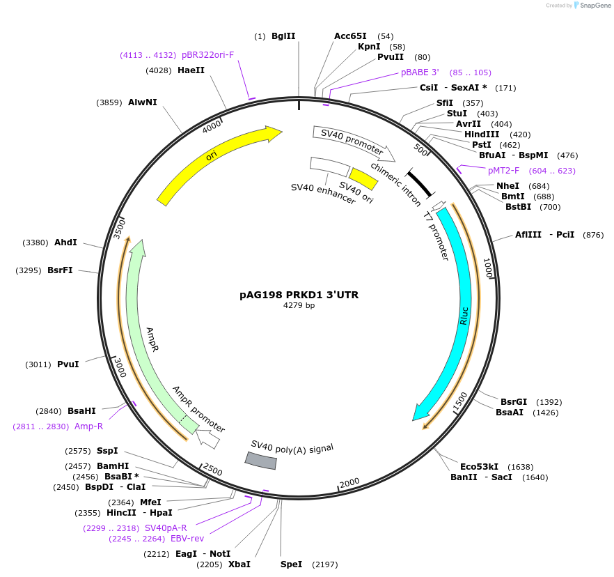 12010-plasmid-map-sequence-id-7168