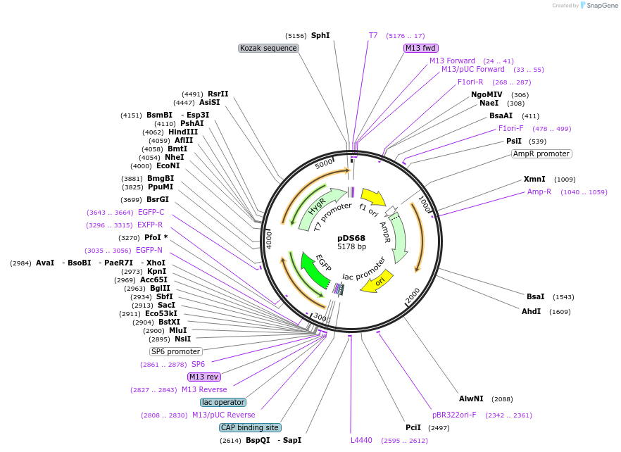 48366-plasmid-map-sequence-id-71698