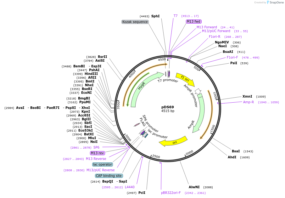 48367-plasmid-map-sequence-id-71699
