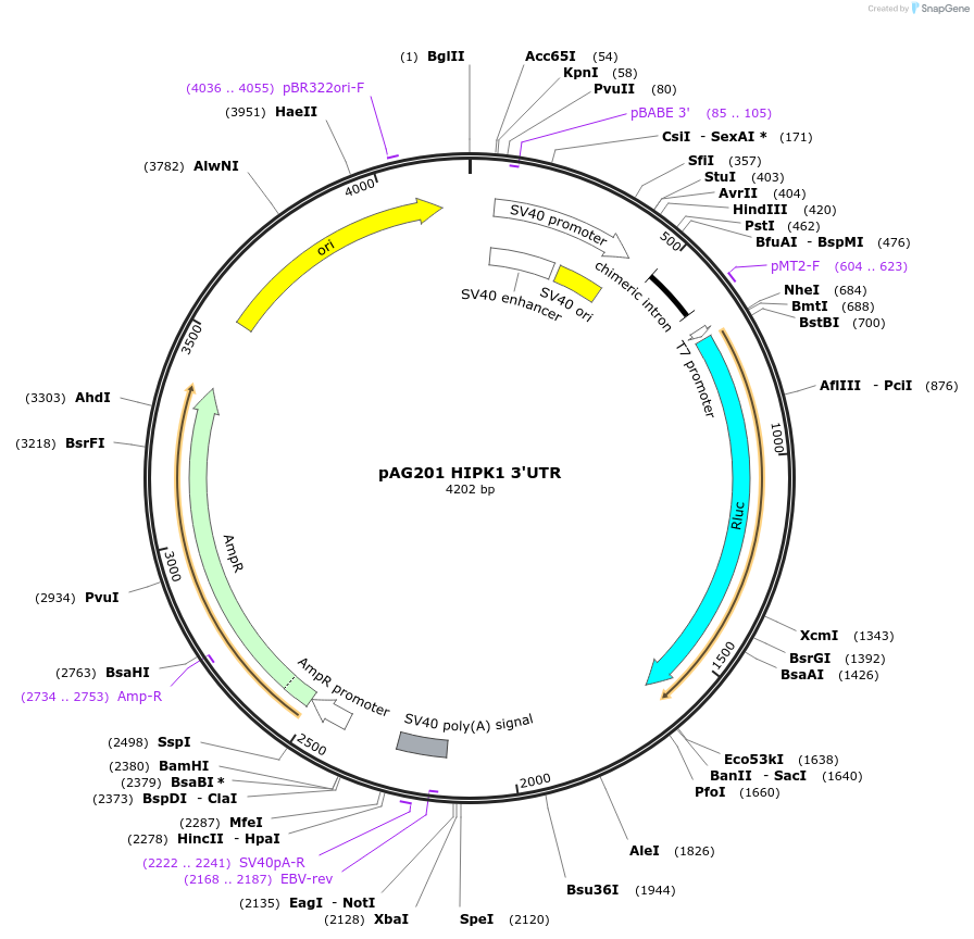 12012-plasmid-map-sequence-id-7170