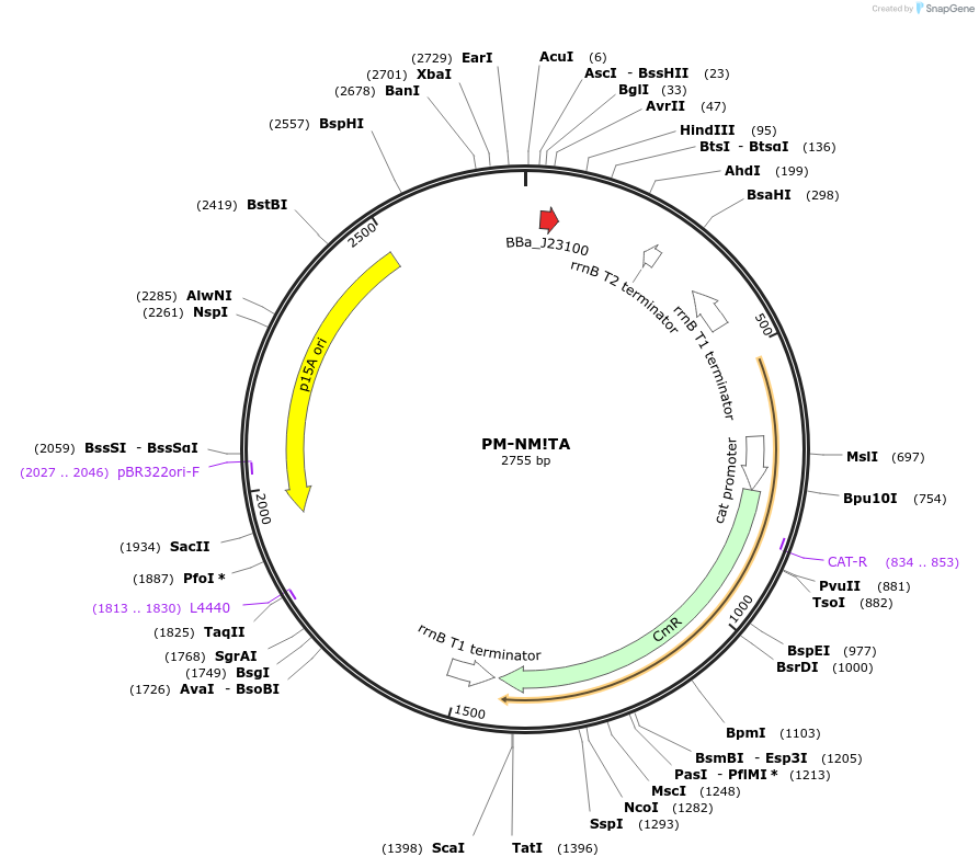 48651-plasmid-map-sequence-id-71700