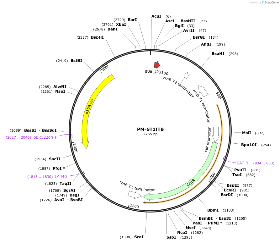 48654-plasmid-map-sequence-id-71703