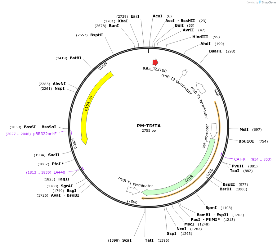 48655-plasmid-map-sequence-id-71704