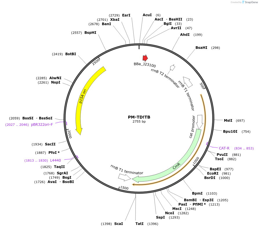 48656-plasmid-map-sequence-id-71705