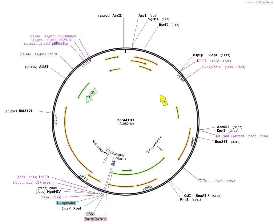 48872-plasmid-map-sequence-id-71713