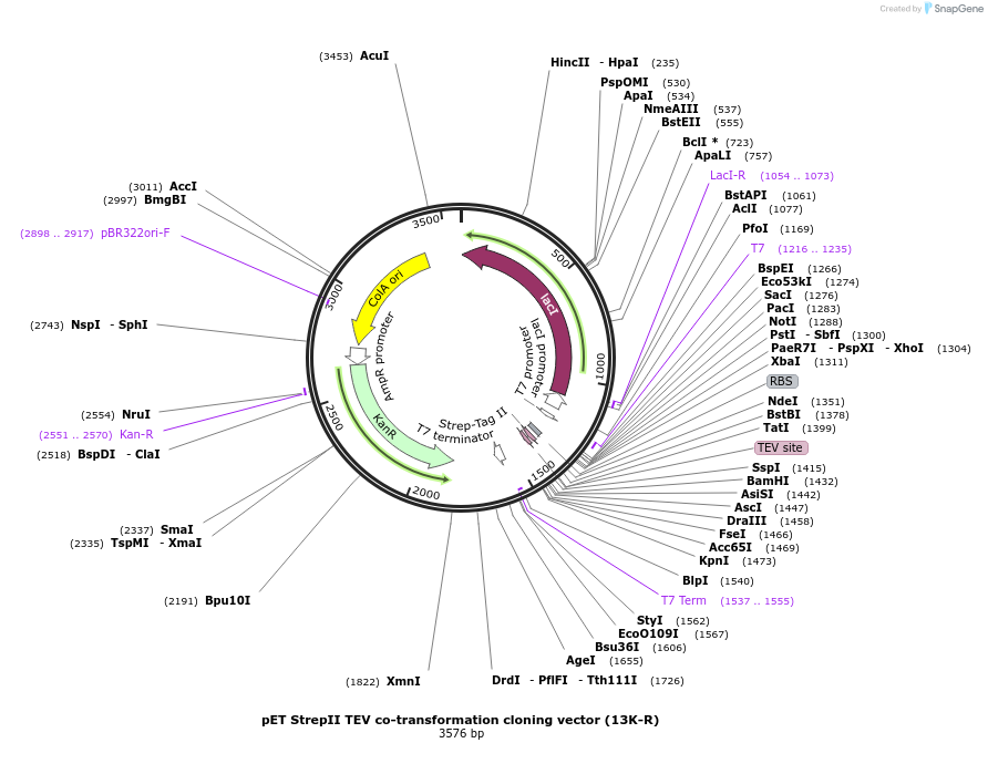 48319-plasmid-map-sequence-id-71718