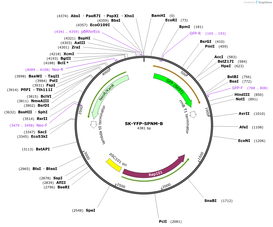 48661-plasmid-map-sequence-id-71736