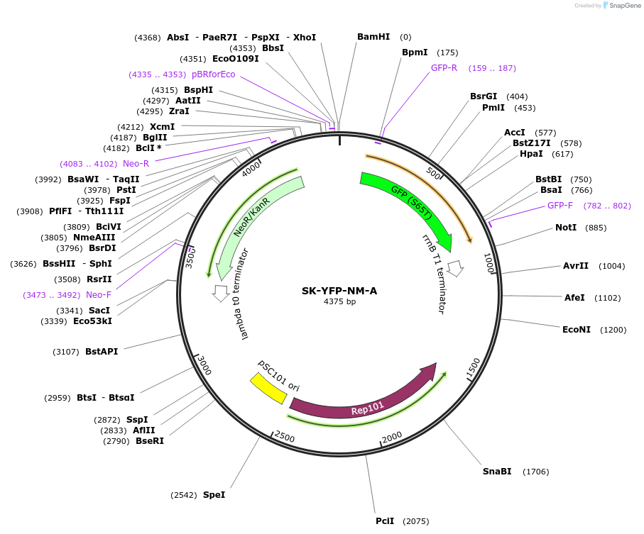 48664-plasmid-map-sequence-id-71742